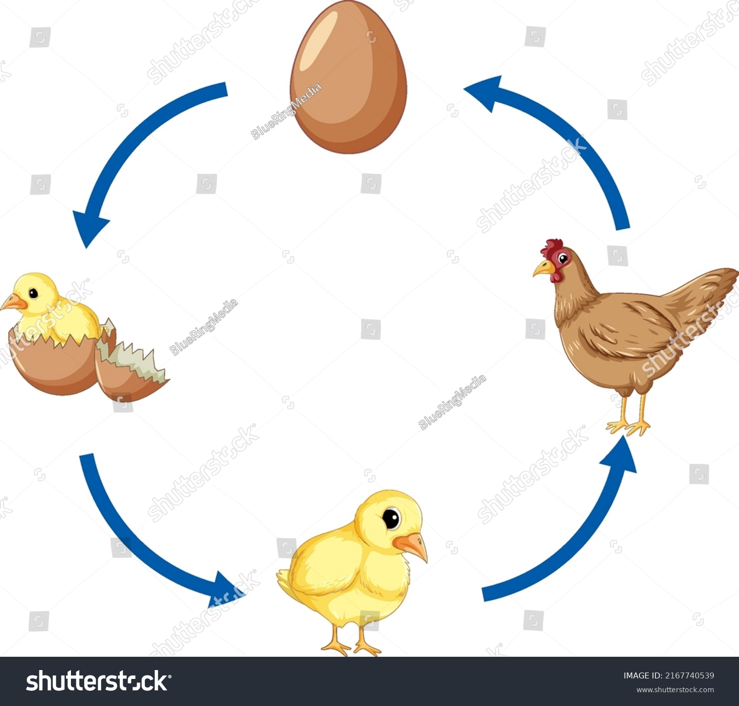 Chicken Life Cycle Diagram Illustration Stock Vector Royalty Free 2167740539 Shutterstock 