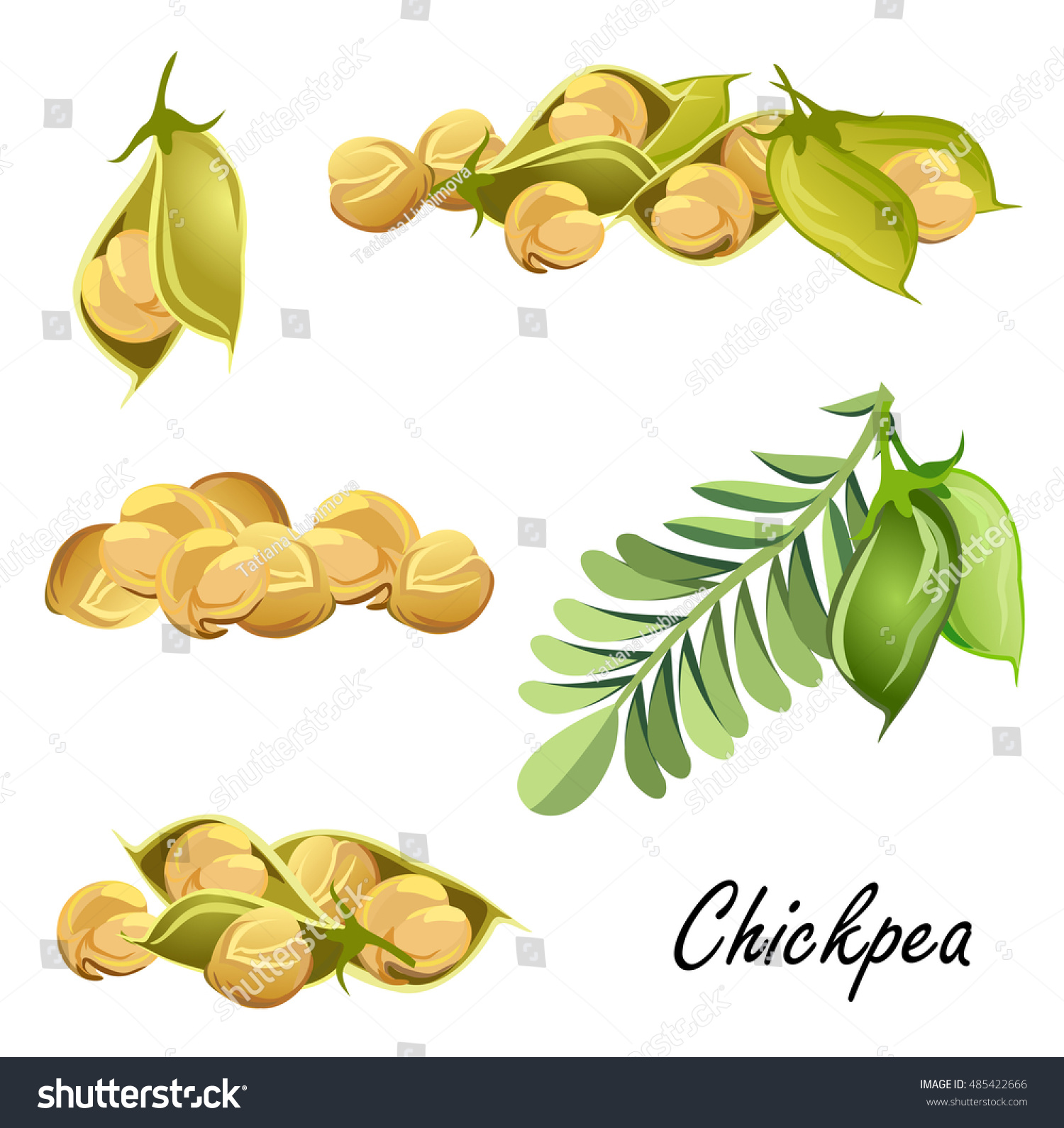 146 Bengal gram plant Stock Illustrations, Images & Vectors Shutterstock