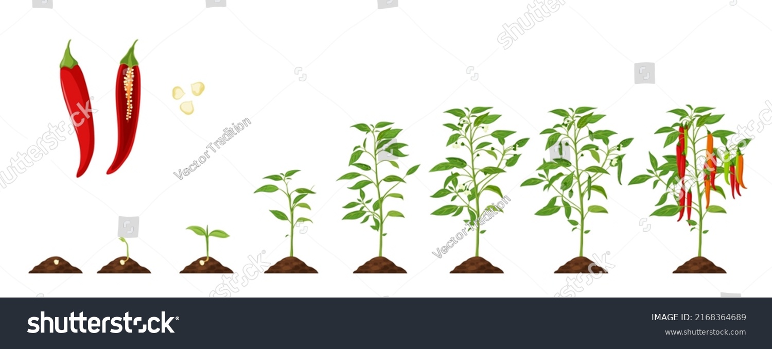 Chili Pepper Growth Stage Vegetable Plant Stock Vector (Royalty Free ...