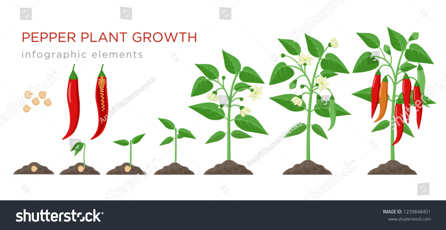 Chilli Pepper Plant Growth Stages Infographic Stock Vector (Royalty ...