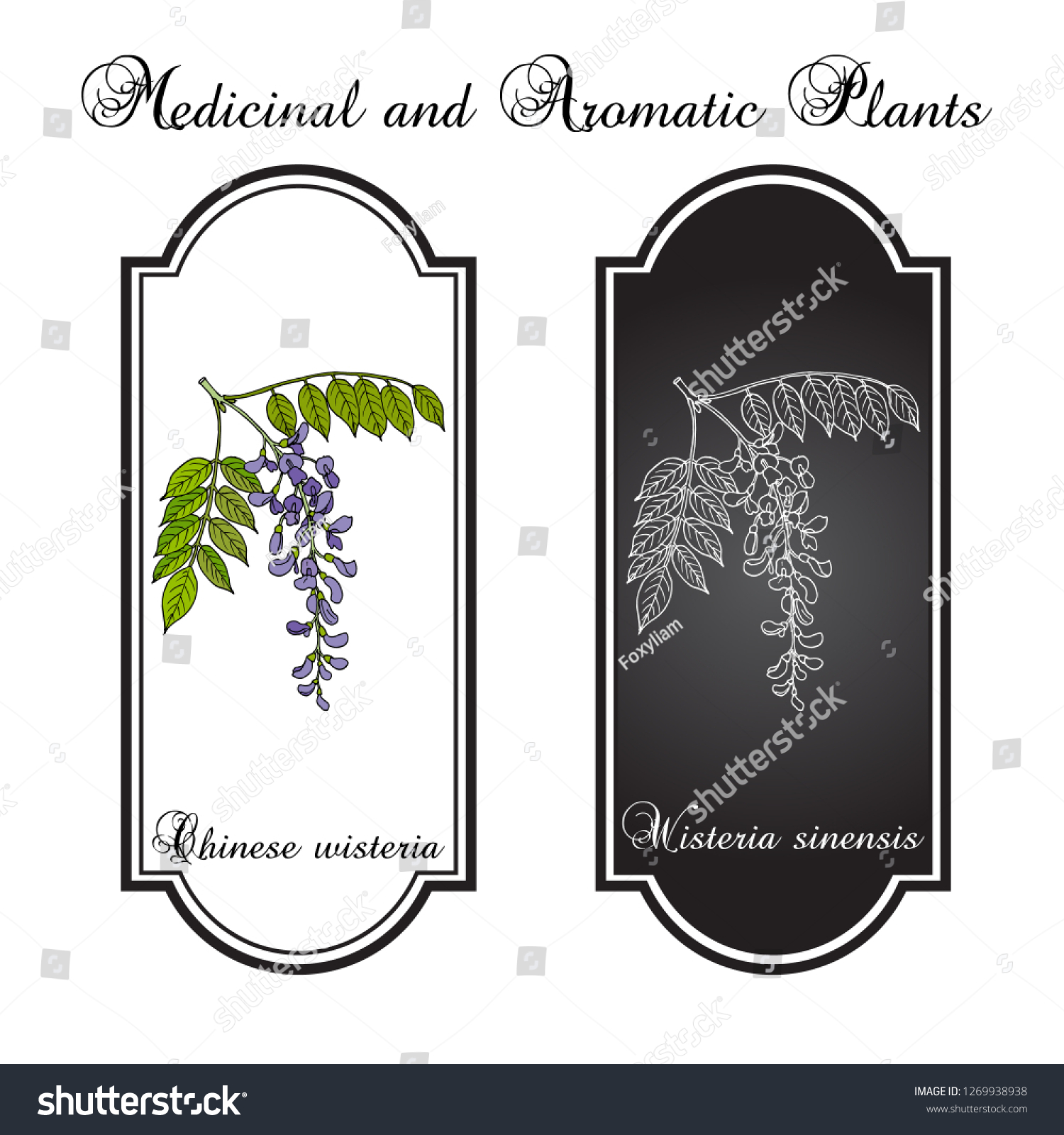 SVG of Chinese wisteria (Wisteria sinensis), ornamental and medicinal plant. Hand drawn botanical vector illustration svg