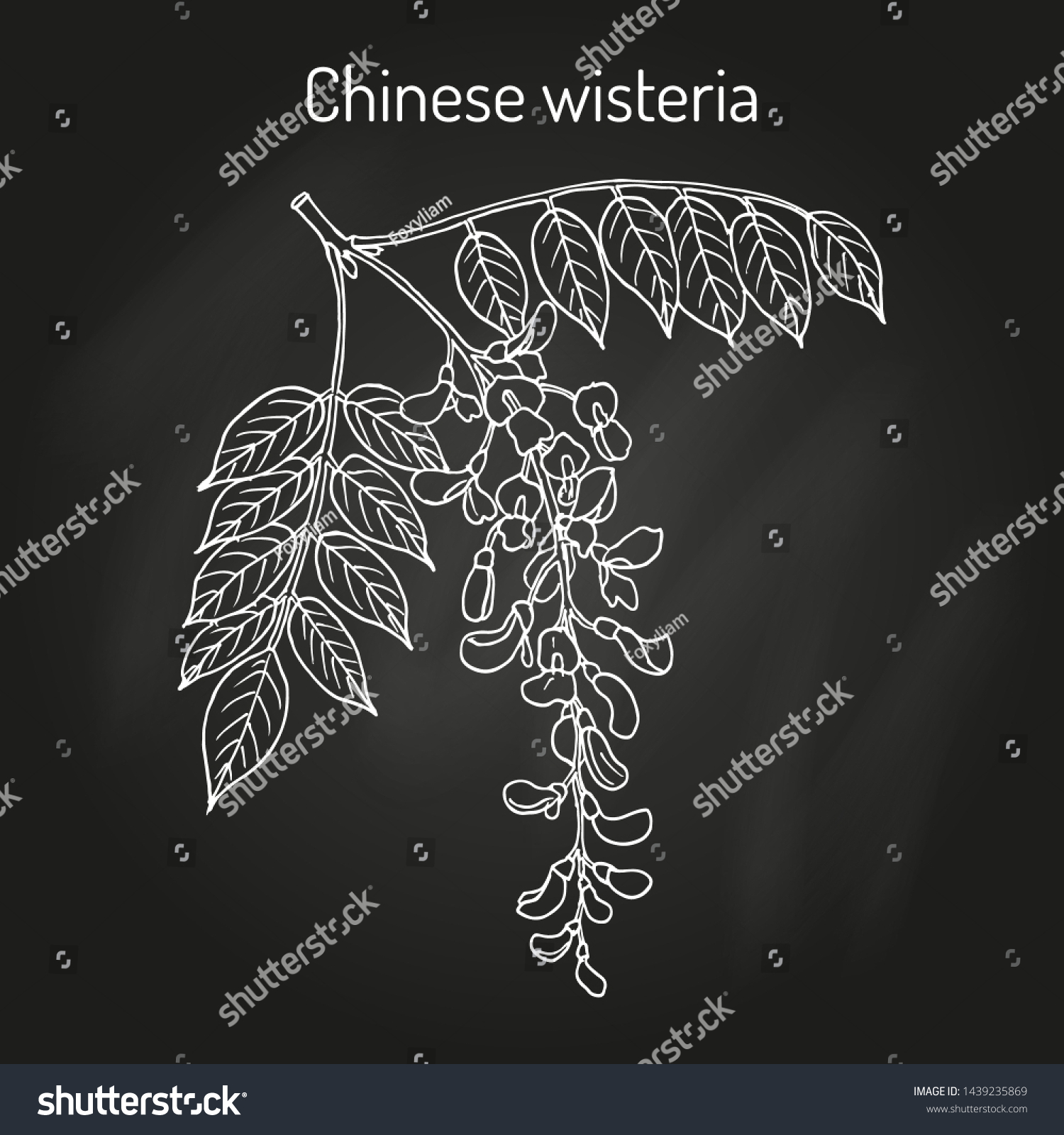 SVG of Chinese wisteria (Wisteria sinensis), ornamental and medicinal plant. Hand drawn botanical vector illustration svg