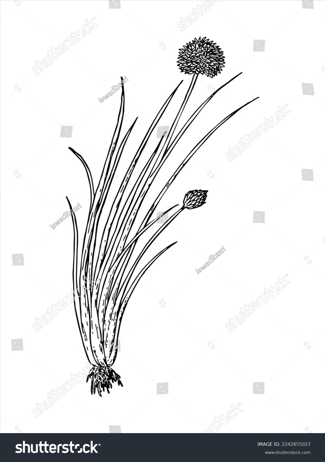 SVG of Chives illustration, drawing, engraving, ink, line art, vector. Bulb  Stem Vegetable, Illustration of Hand Drawn Sketch Flowering Garlic Chives or Allium Tuberosum Isolated on White Background svg