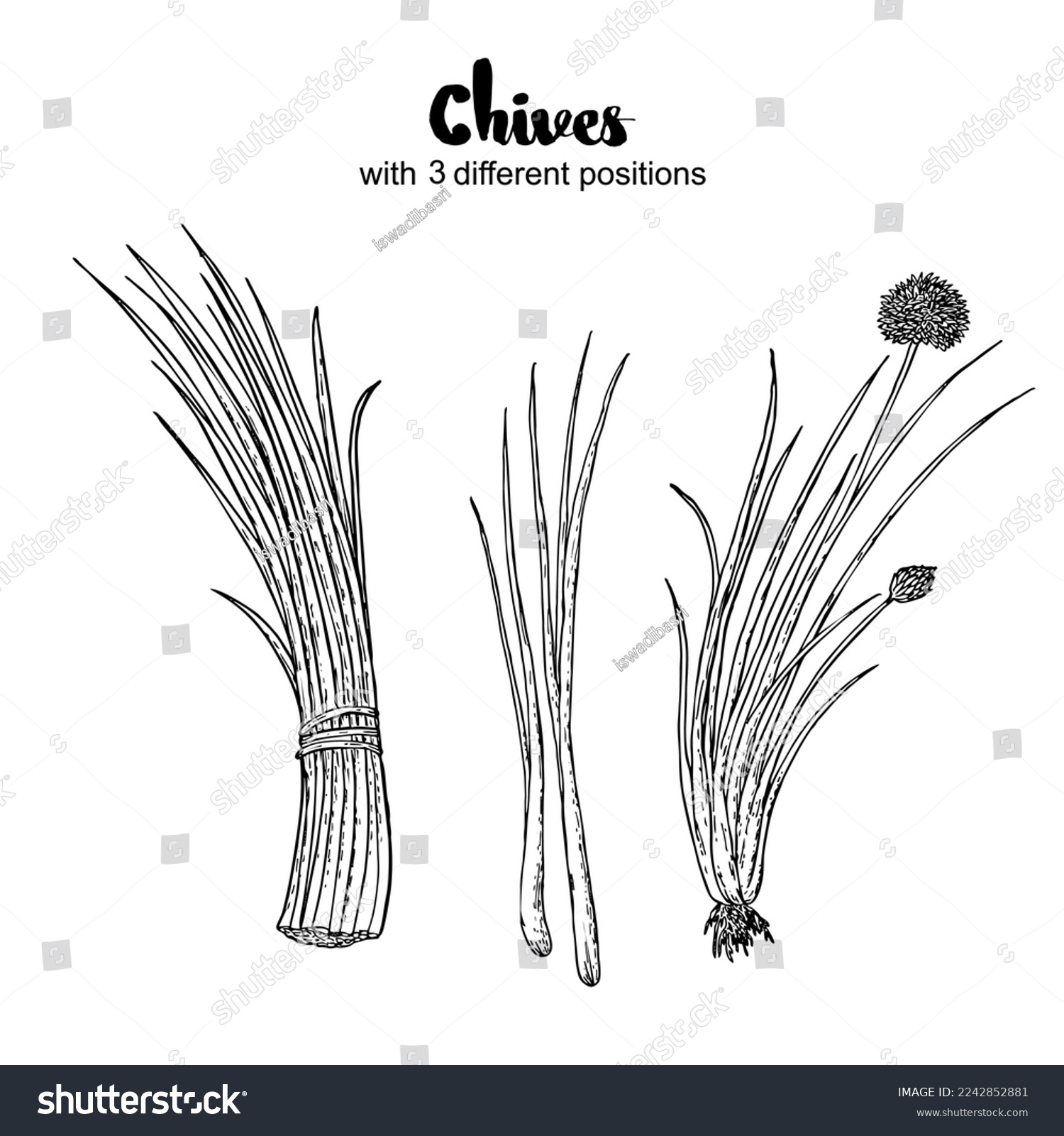 SVG of Chives vector, drawing, engraving, ink, line art, vector. Illustration of Hand Drawn Sketch Flowering Garlic Chives or Allium Tuberosum Isolated on White Background svg