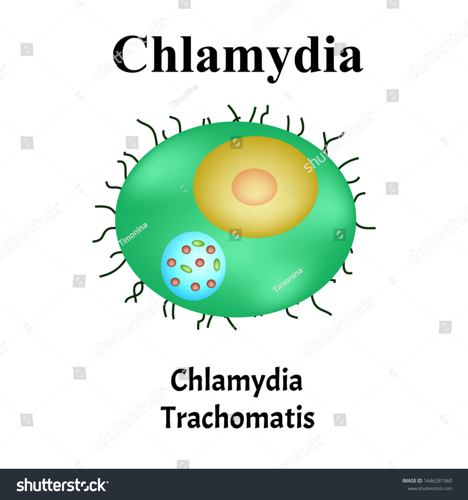 Chlamydia Trachomatis Bacterial Infections Chlamydiosis Sexually Stock