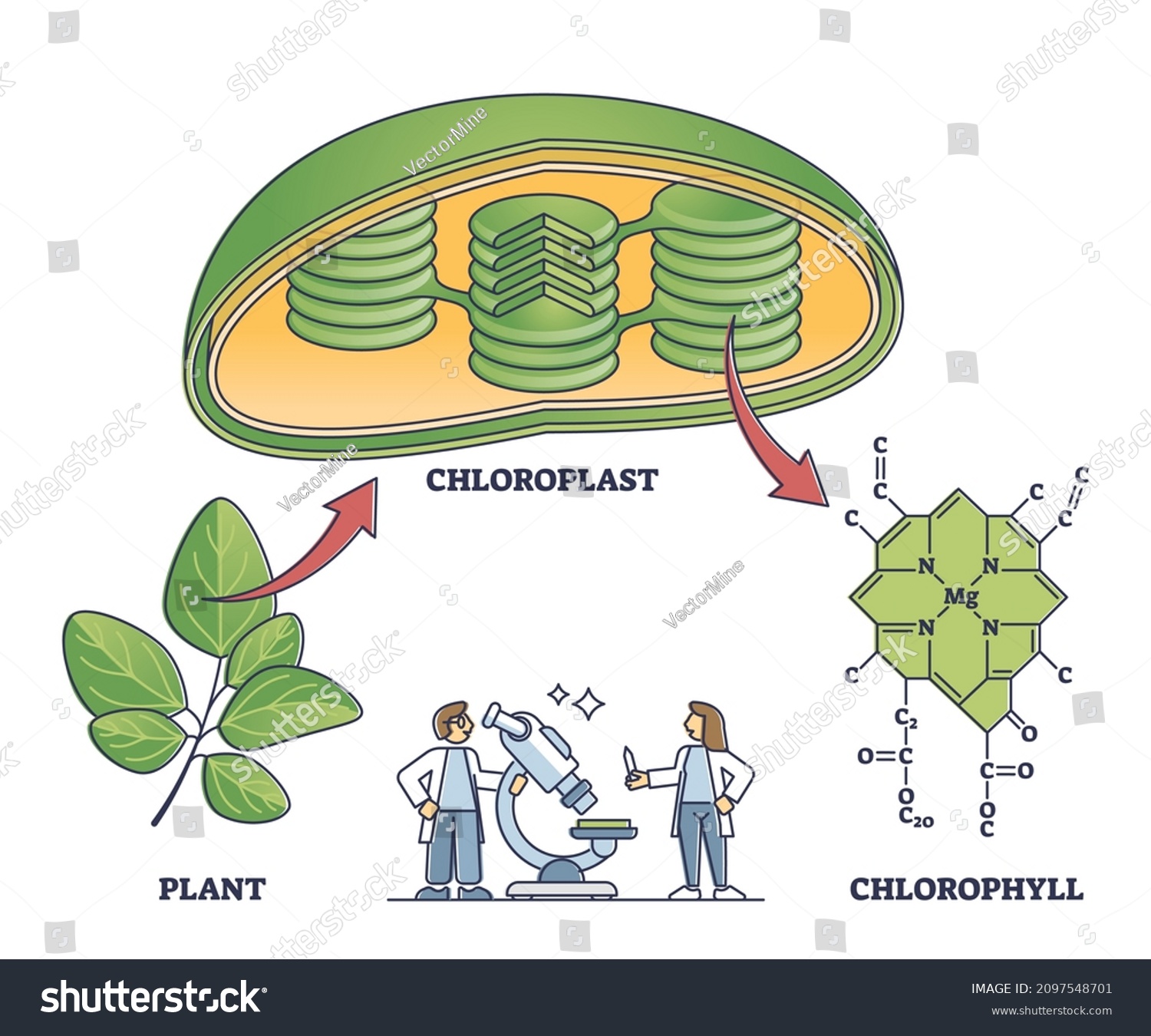 Chlorophyll Chloroplast Plant Chemical Formula Outline Stock Vector