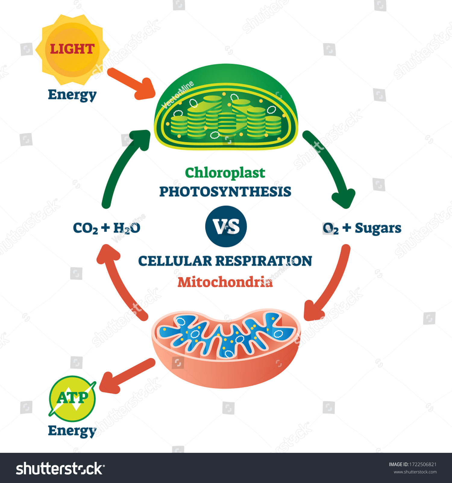 Chloroplast Vs Mitochondria Process Educational Scheme Stock Vector ...