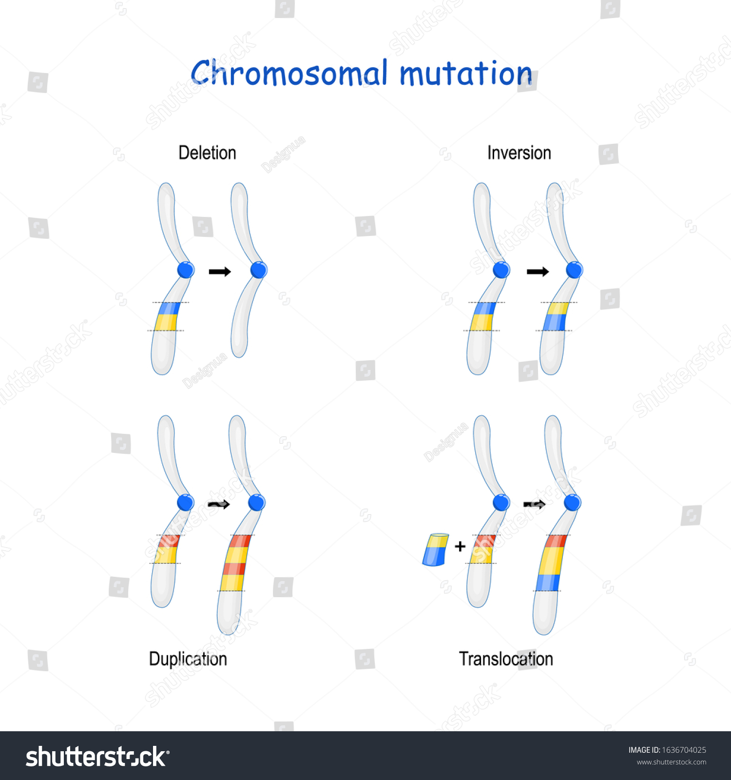 Chromosomal Mutation Inversion Duplication Translocation Deletion Stock ...