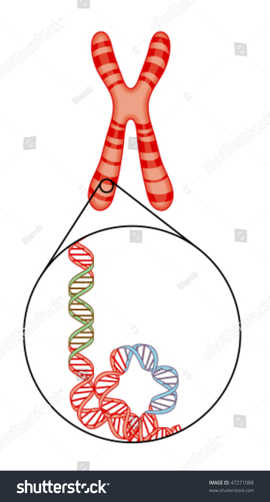 Chromosome Dna Stock Vector 47271088 - Shutterstock