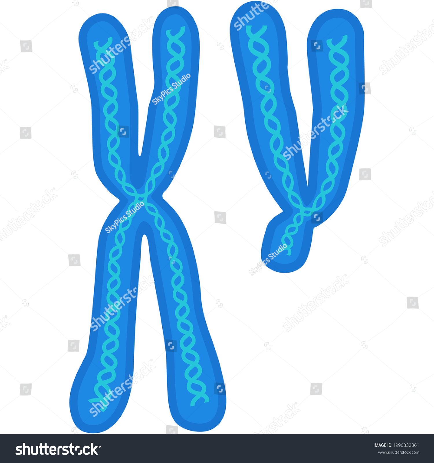 Chromosome Vector Biology X Y Dna Stock Vector (Royalty Free ...