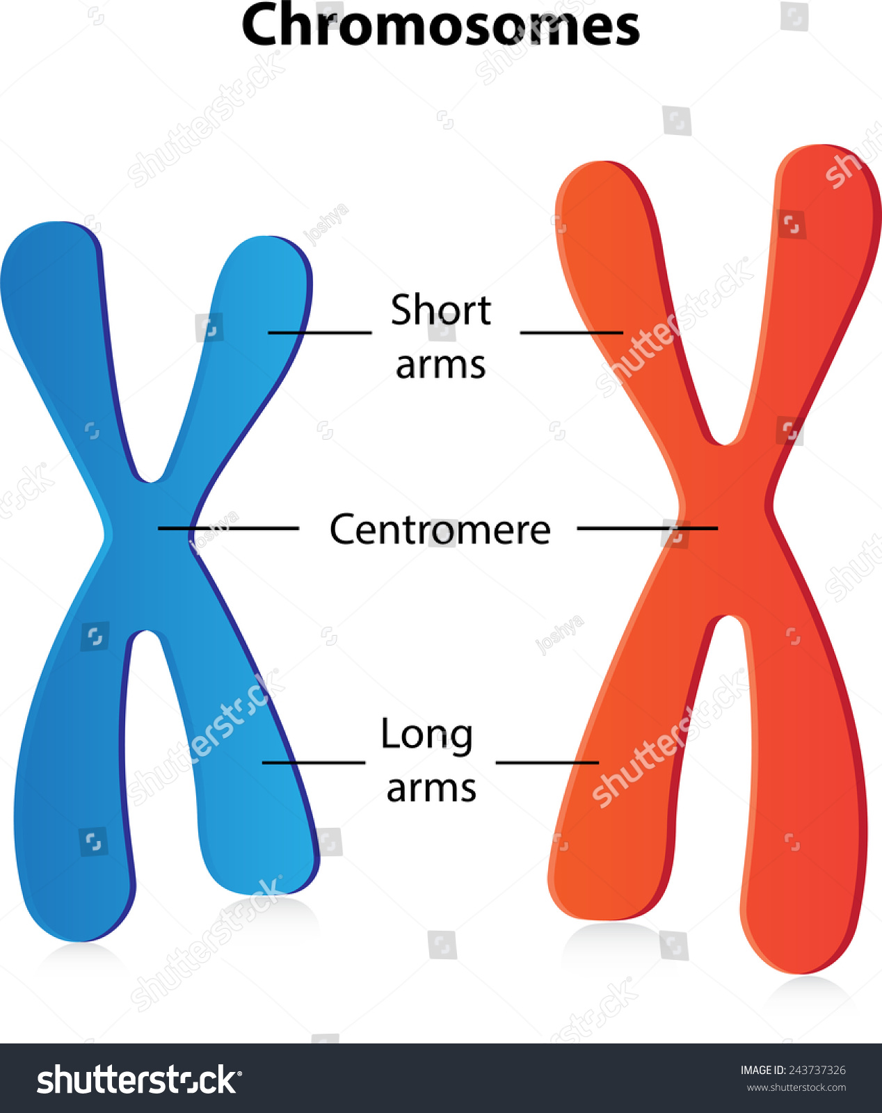 Chromosomes Labeled Diagram Stock Vector Illustration 243737326 ...