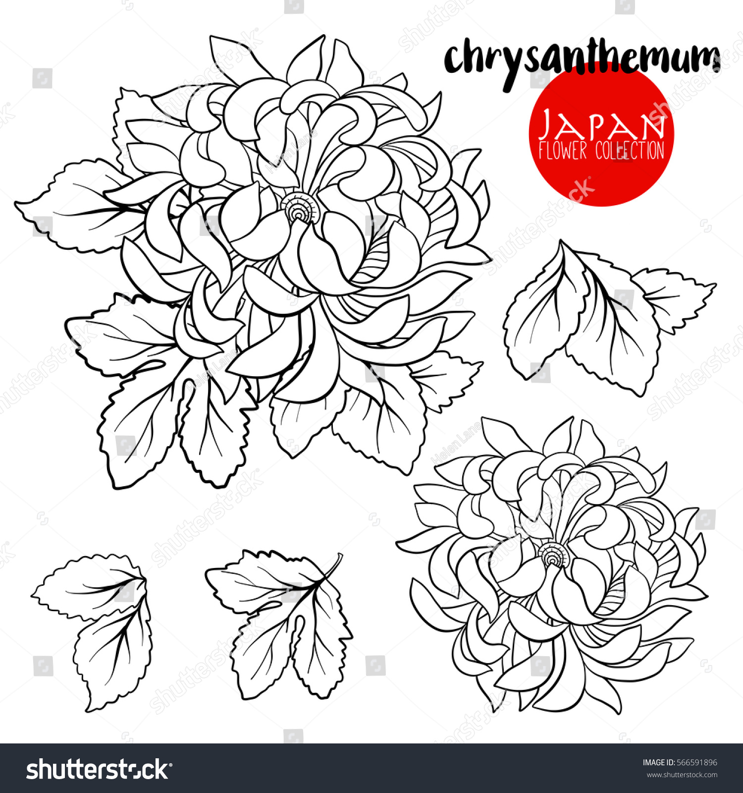 Chrysanthemum Flower Line Drawing : Chrysanthemum flowers stock line vector illustration