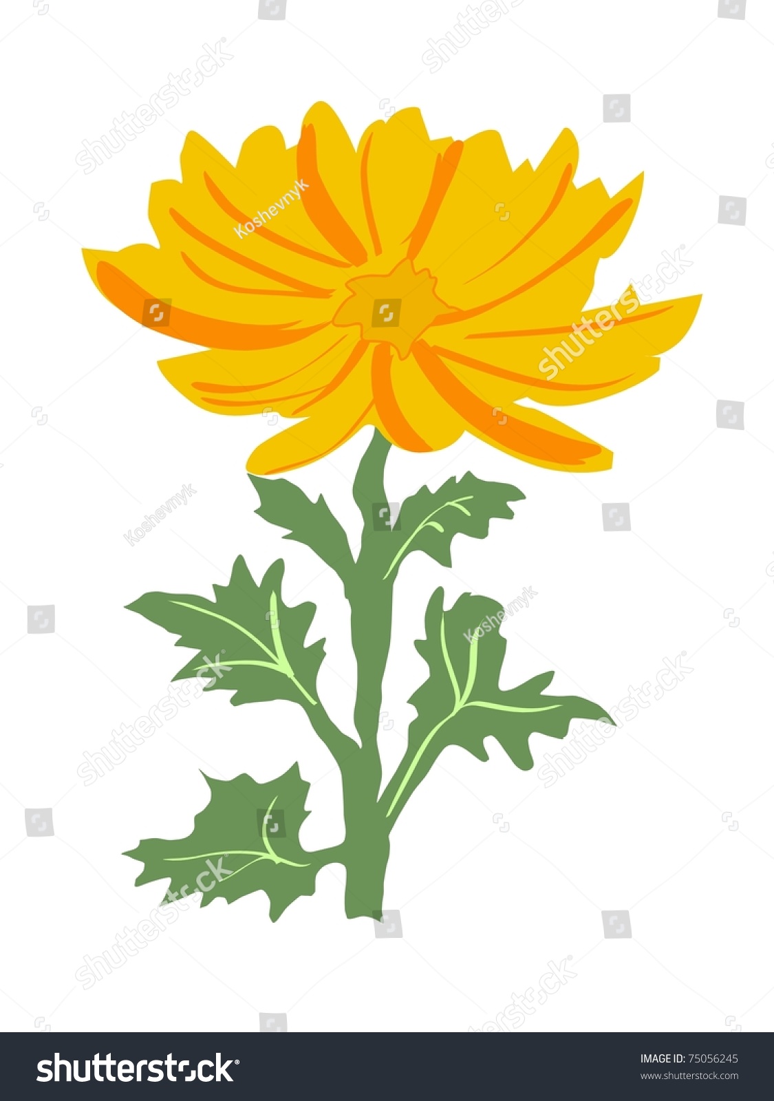 Chrysanthemum Vector Stock Vector 75056245 - Shutterstock