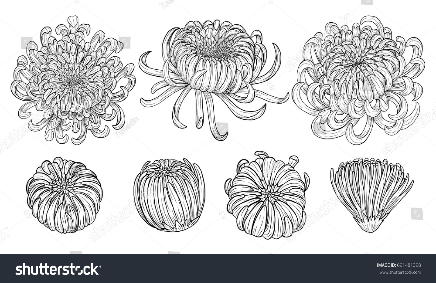 Chrysanthemum Vector On Brown Background Chrysanthemum Set Image