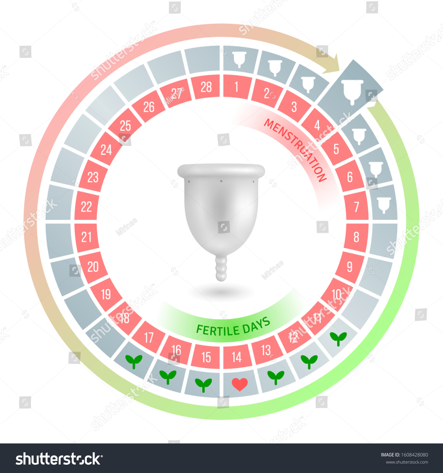 Circular Flow Chart Menstrual Cup Average Stock Vector Royalty Free