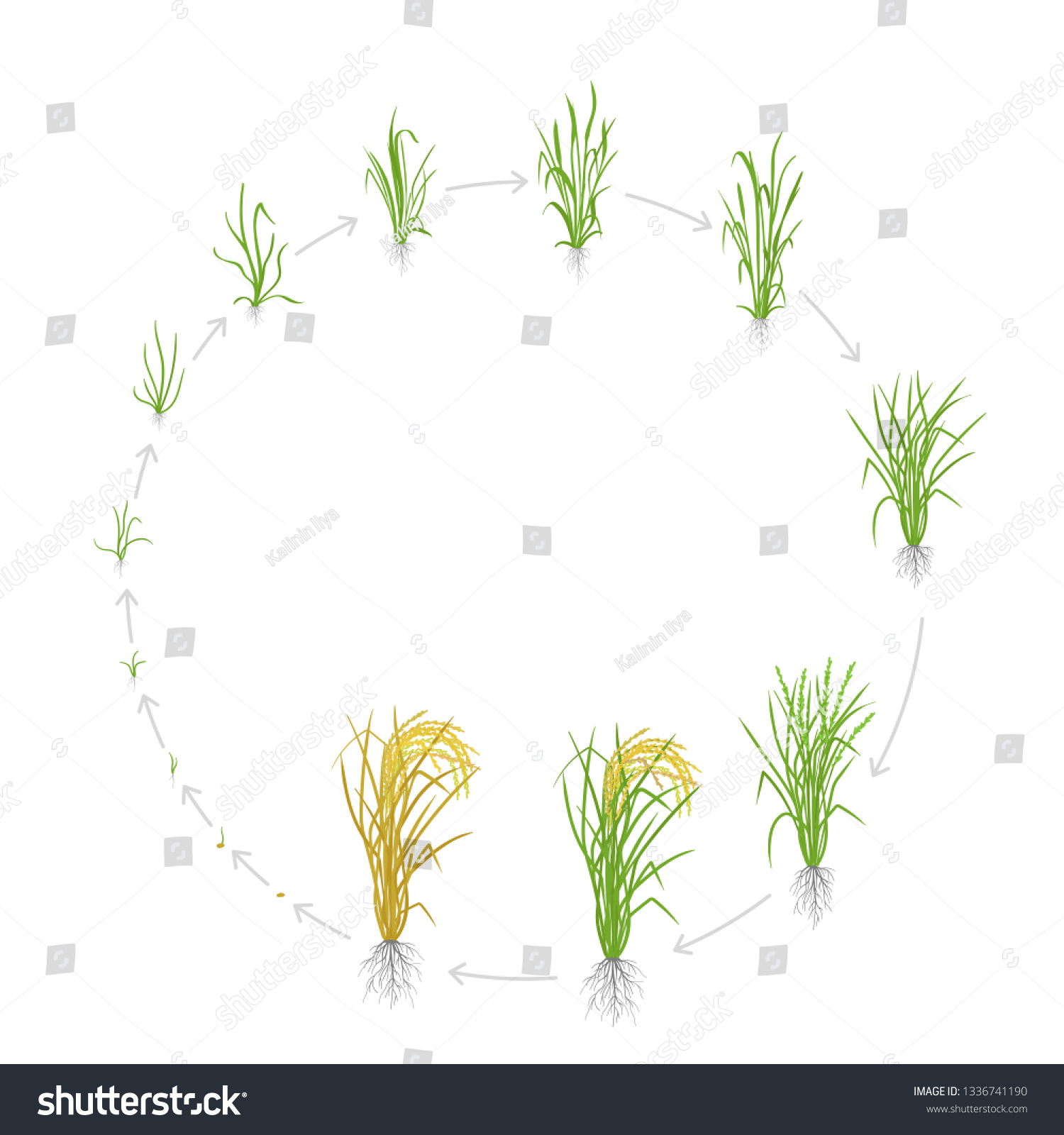 SVG of Circular life cycle of rice. Growth stages of rice plant. Rice increase phases. Vector illustration. Oryza sativa. Ripening period. Use fertilizers. svg