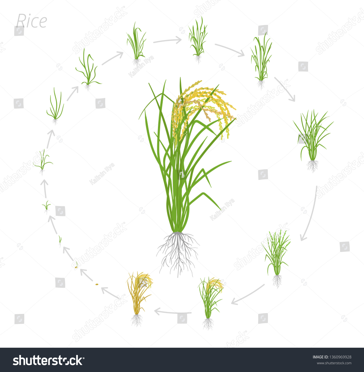 SVG of Circular life cycle of rice. Growth stages of rice plant. Rice increase phases. Vector illustration. Oryza sativa. Ripening period. svg