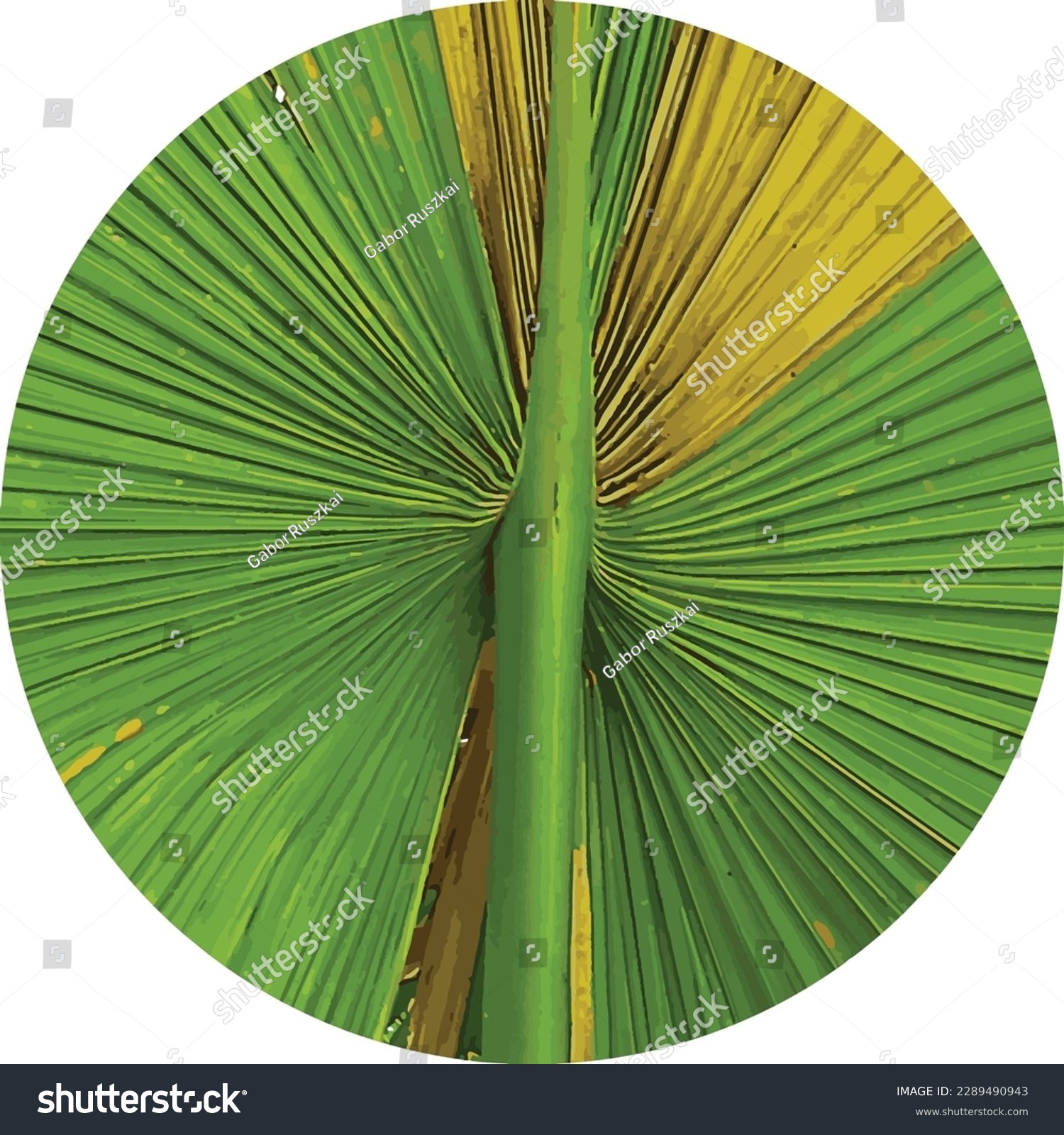 SVG of Circularly cropped image of a palmleaf, recolored digitally svg