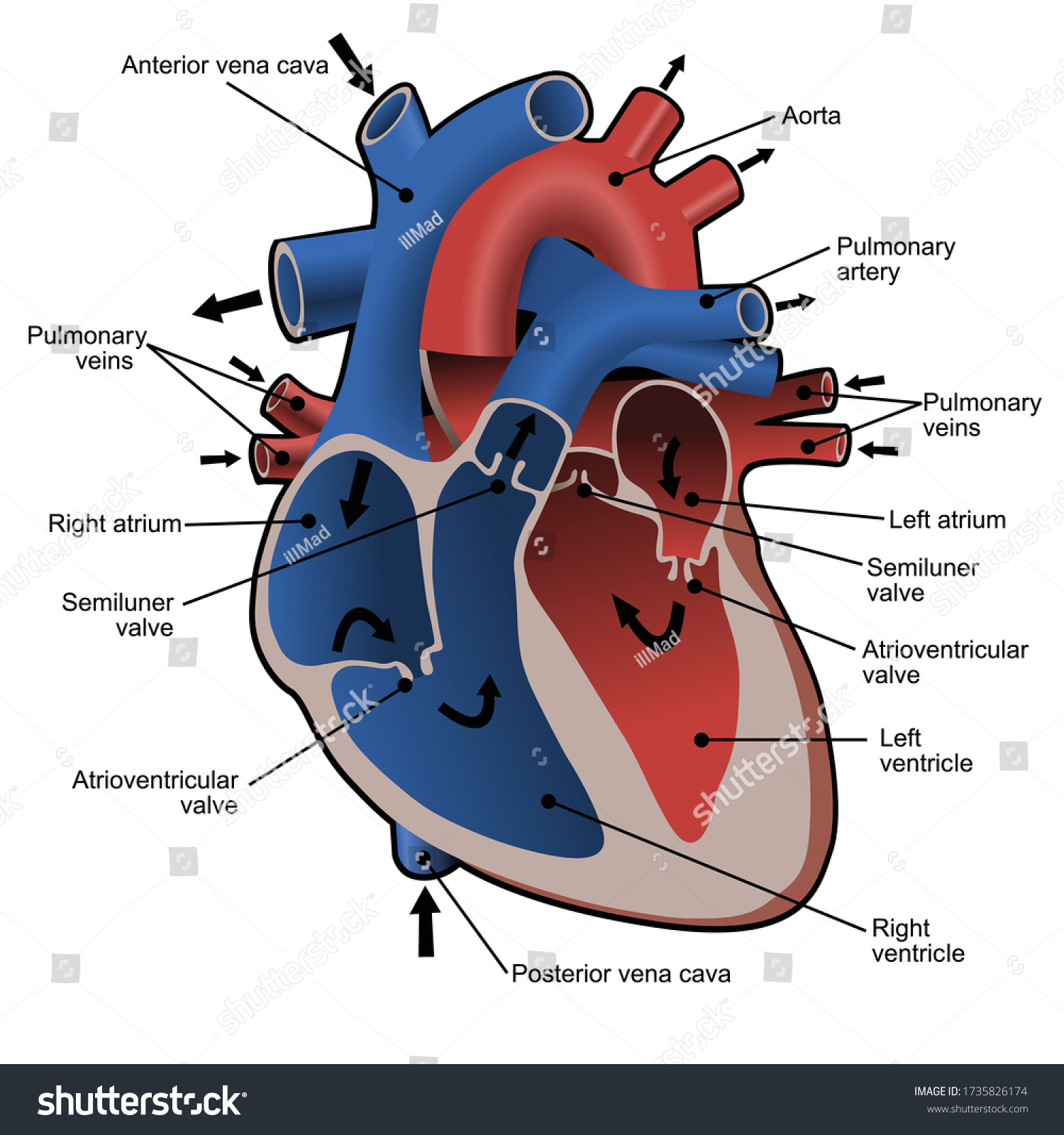 Circulation Blood Through Heart Cross Sectional Stock Vector (Royalty ...