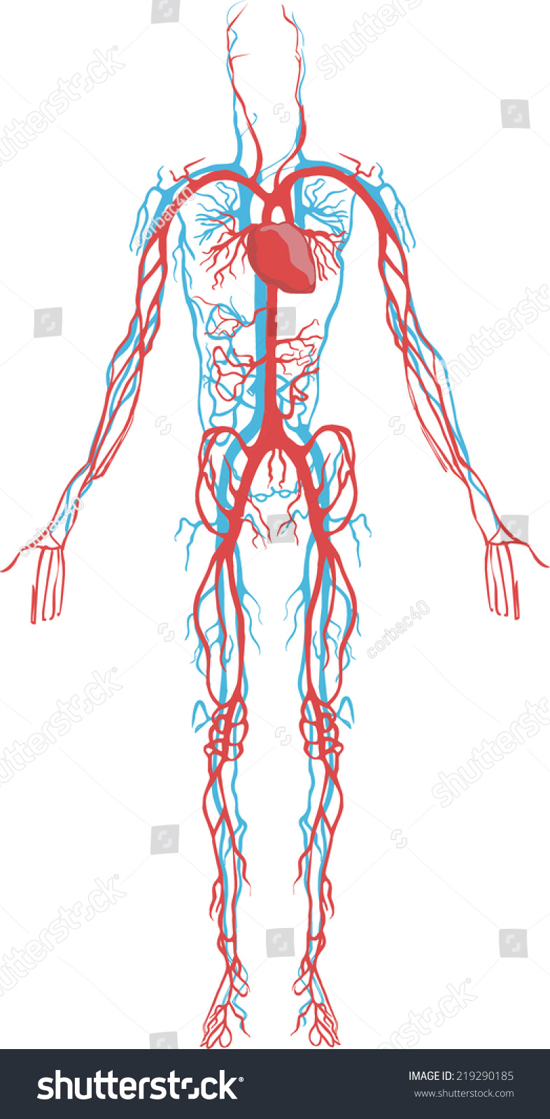 Circulatory System Stock Vector 219290185 - Shutterstock