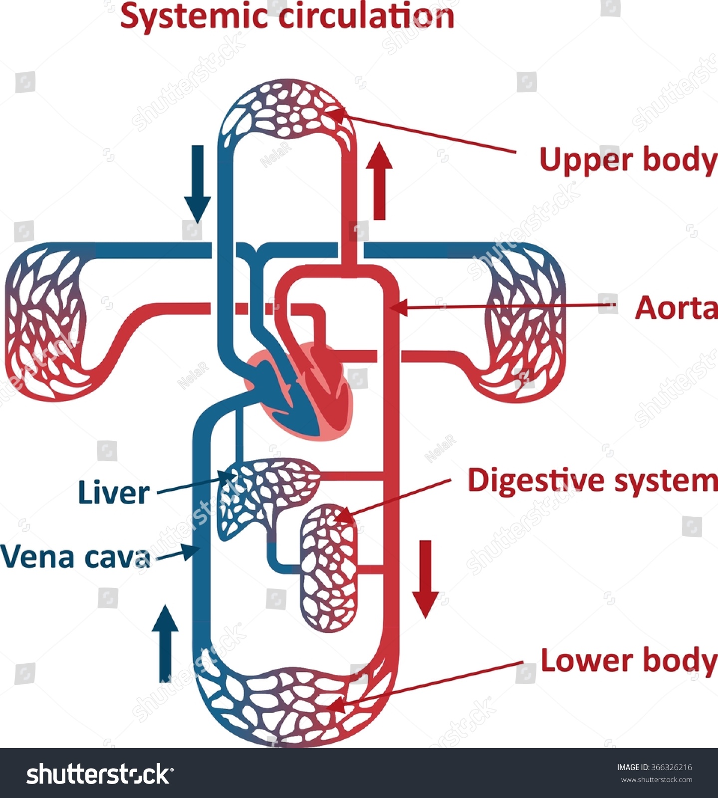 Circulatory System Stock Vector 366326216 : Shutterstock