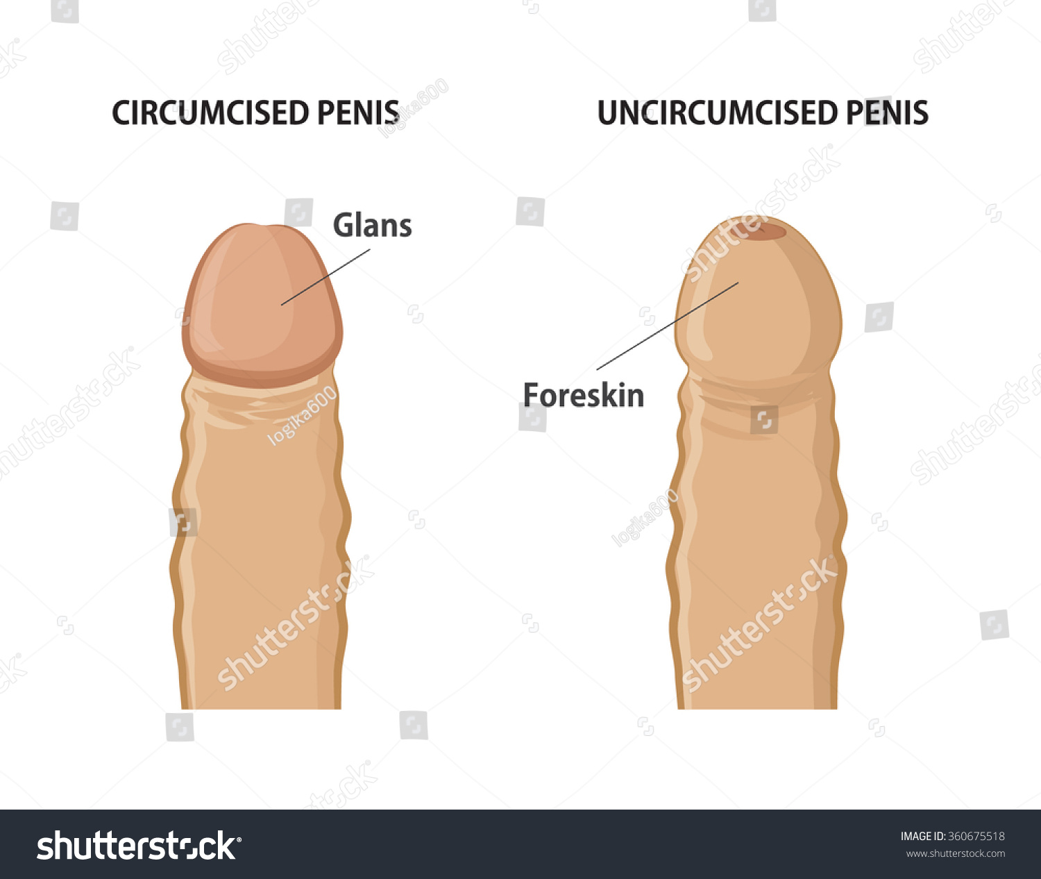 Male Uncut Penis 2