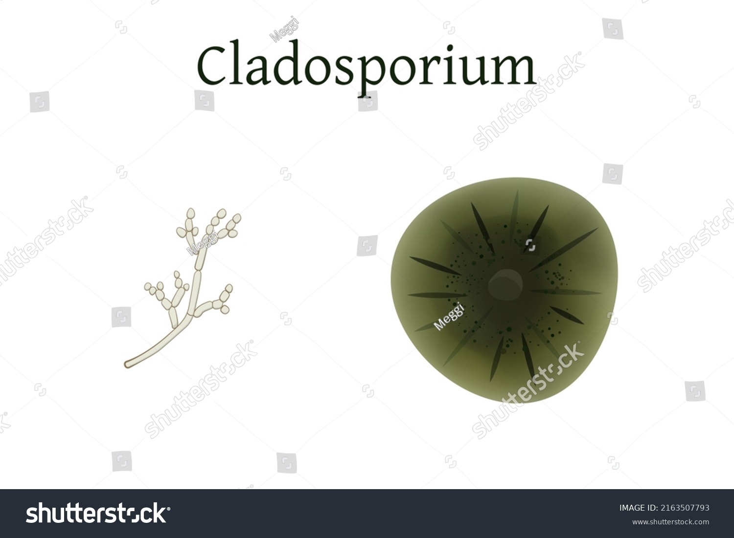 Cladosporium Mold Vector Illustration Isolated On Stock Vector (Royalty ...