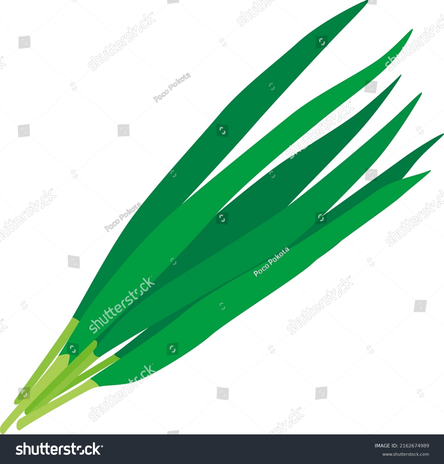 SVG of Clip art of Chinese chive. svg