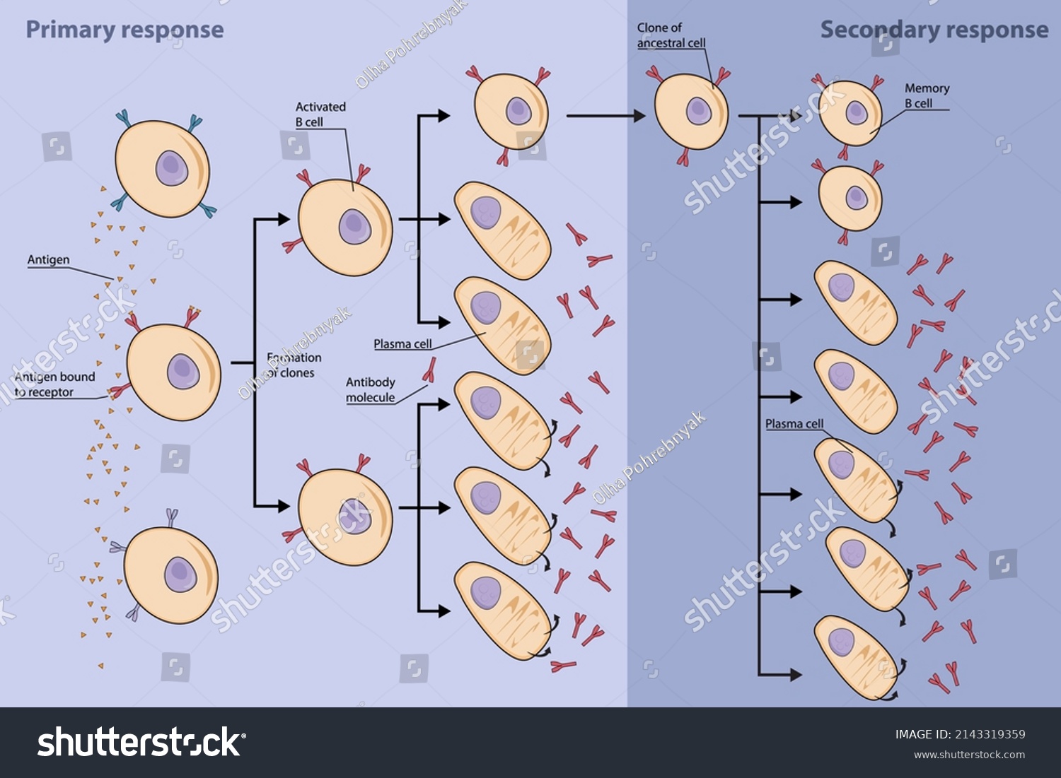 Clonal Selection : 6 Images, Photos Et Images Vectorielles De Stock ...