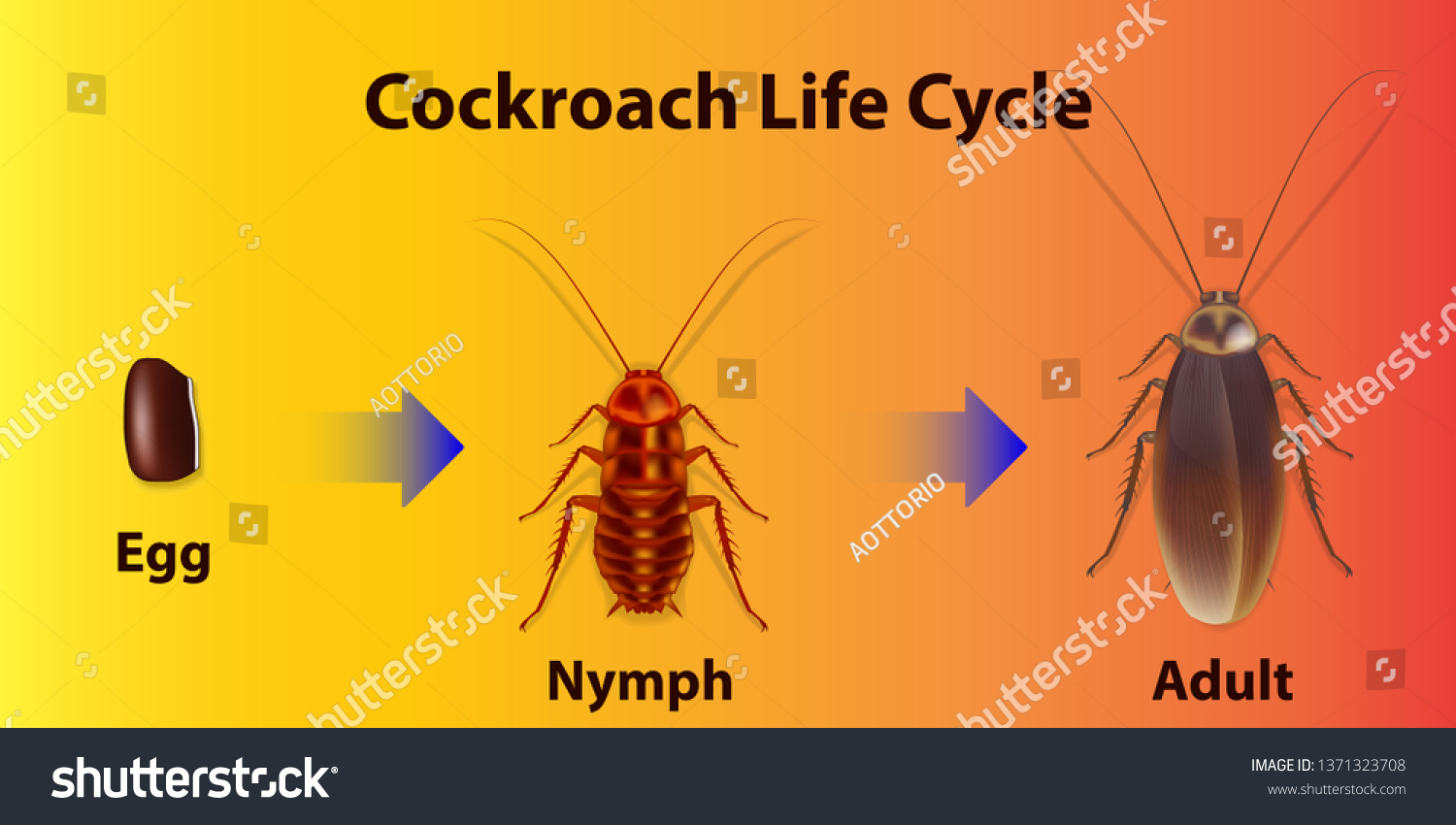 Cockroaches Life Cycle Stock Vector (Royalty Free) 1371323708 ...