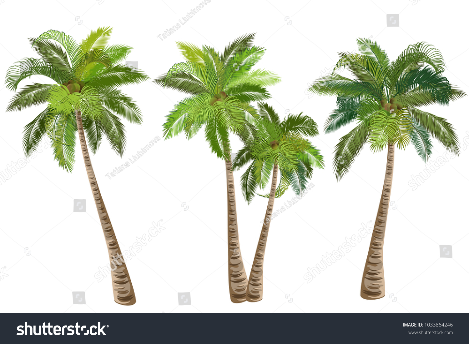 Vector De Stock Libre De Regalias Sobre Palmera De Coco Cocos Nucifera Conjunto