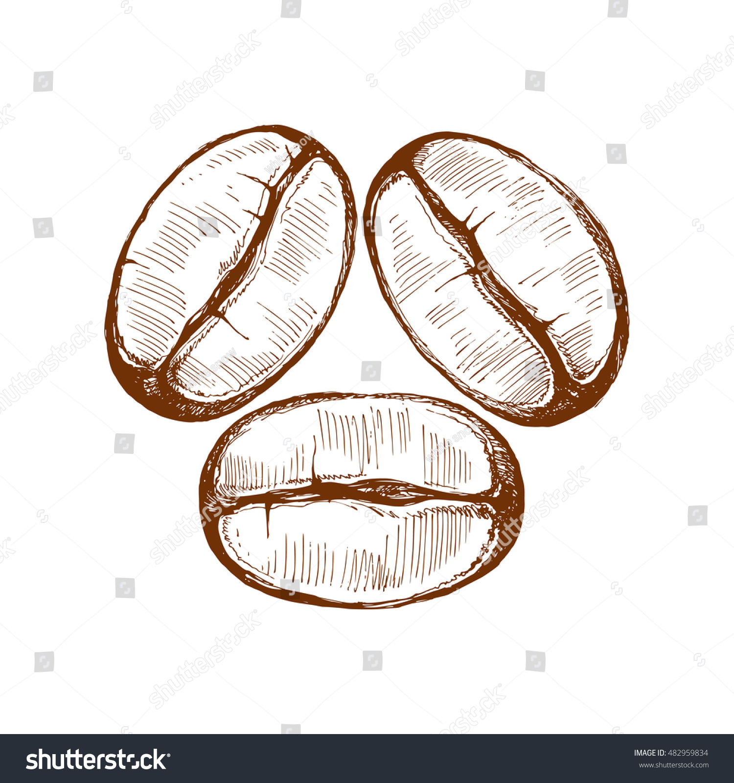 Coffee Beans Sketch Vector Drawing Perfect Stock Vector 482959834 ...