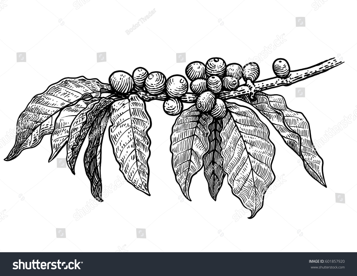 Coffee Plant Illustration Drawing Engraving Ink Line Art Vector Coffee Plant Illustration Drawing Engraving Ink Line Art Vector