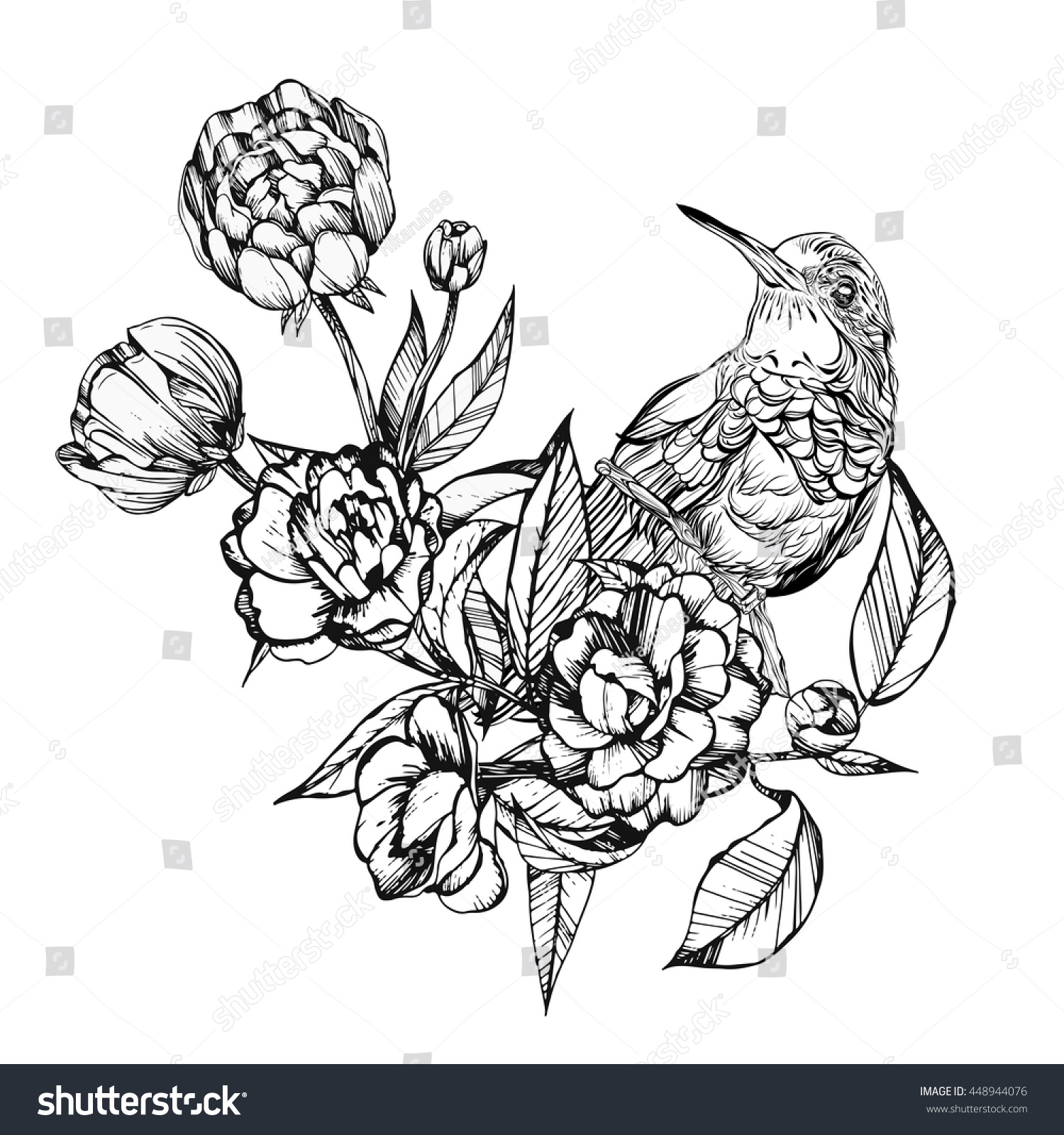 Colibri.Detailed Drawing Of A Bird.Vector Illustration Isolated On ...