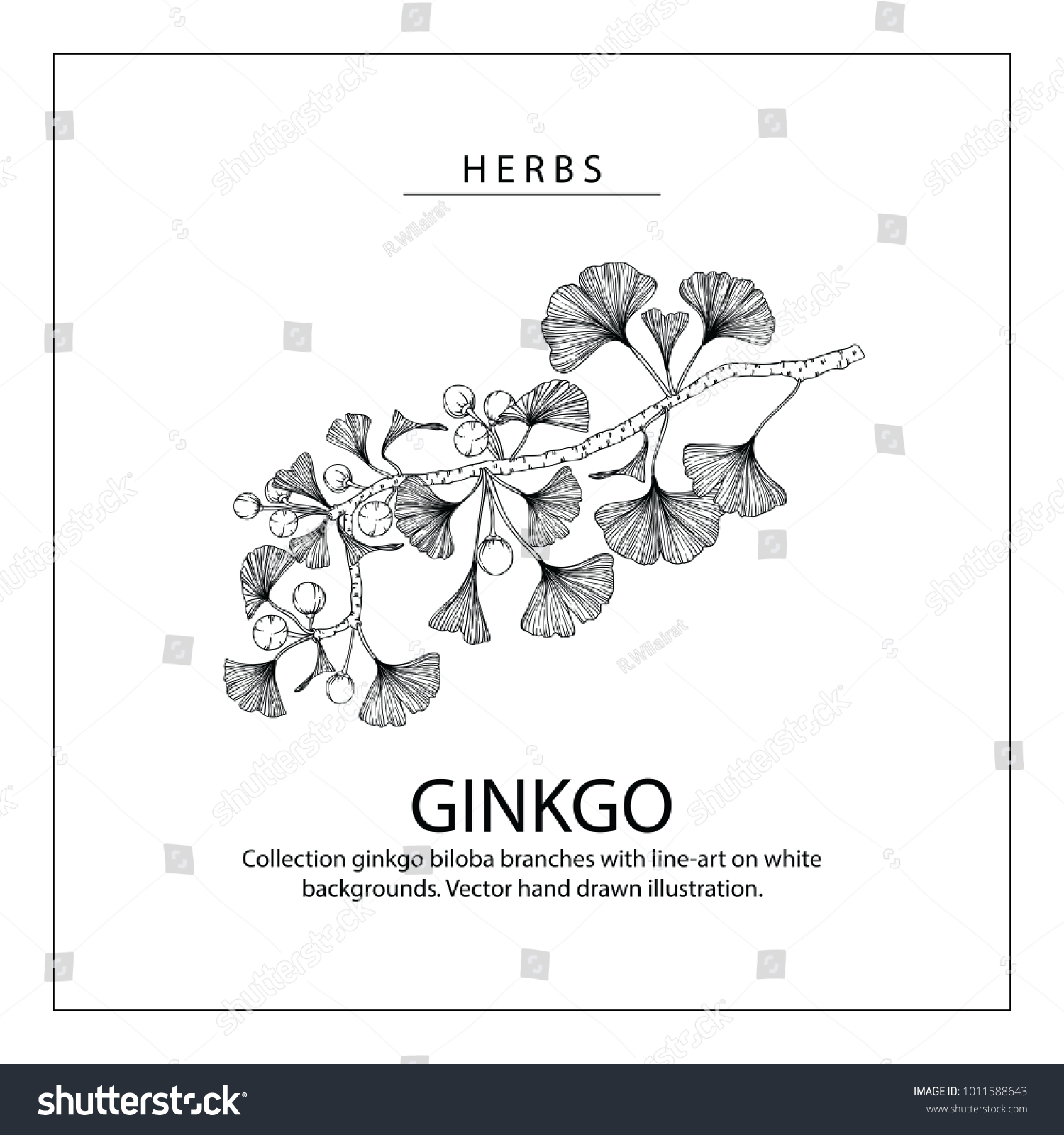 Collection Ginkgo Biloba Branches Lineart On: Vector De Stock (libre De ...