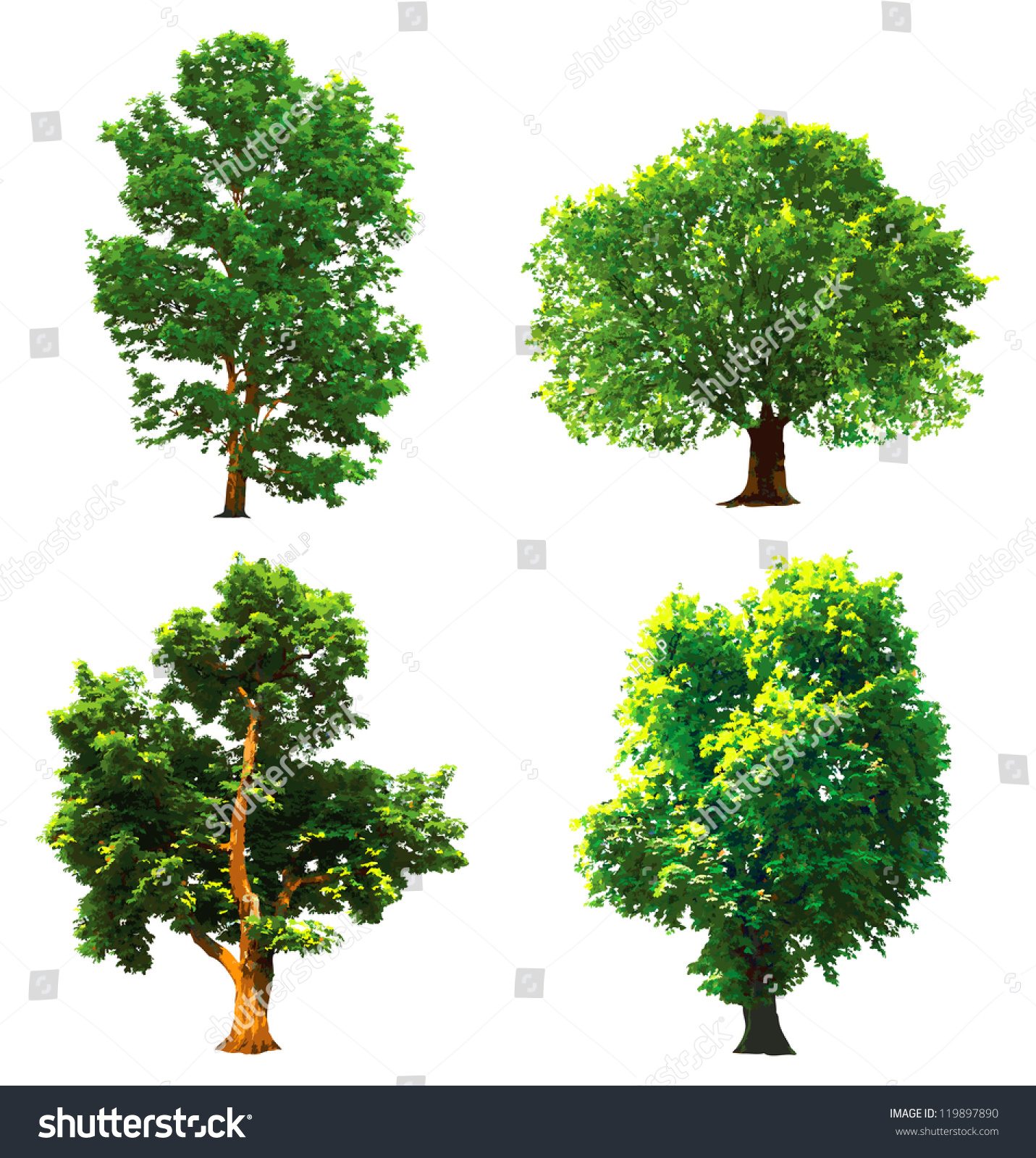 Collection Green Trees Vector Illustration Stock Vector 119897890