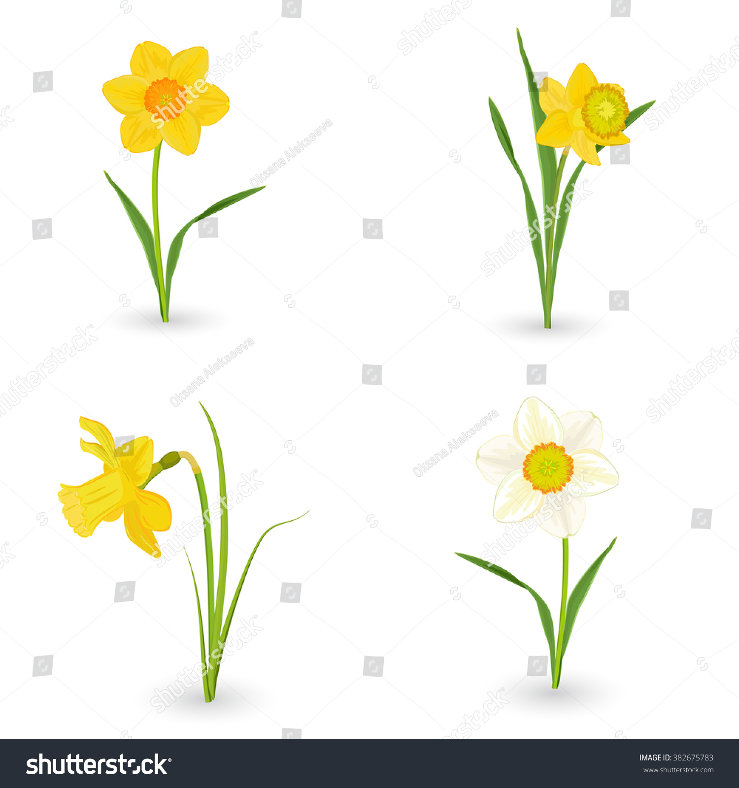 SVG of collection lovely daffodils. spring flowers for your design svg