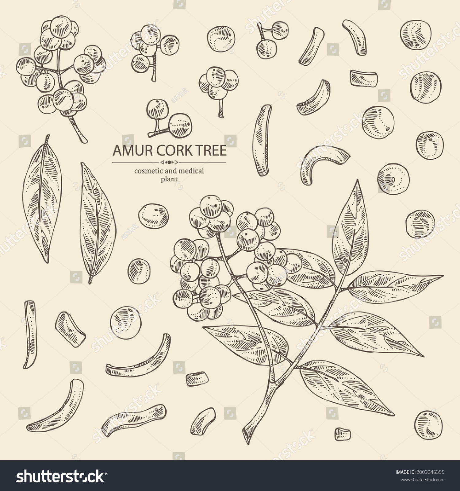 SVG of Collection of amur cork tree: amur cork berries, plant and amur cork tree bark. Phellodendron amurense. Cosmetic and medical plant. Vector hand drawn illustration svg