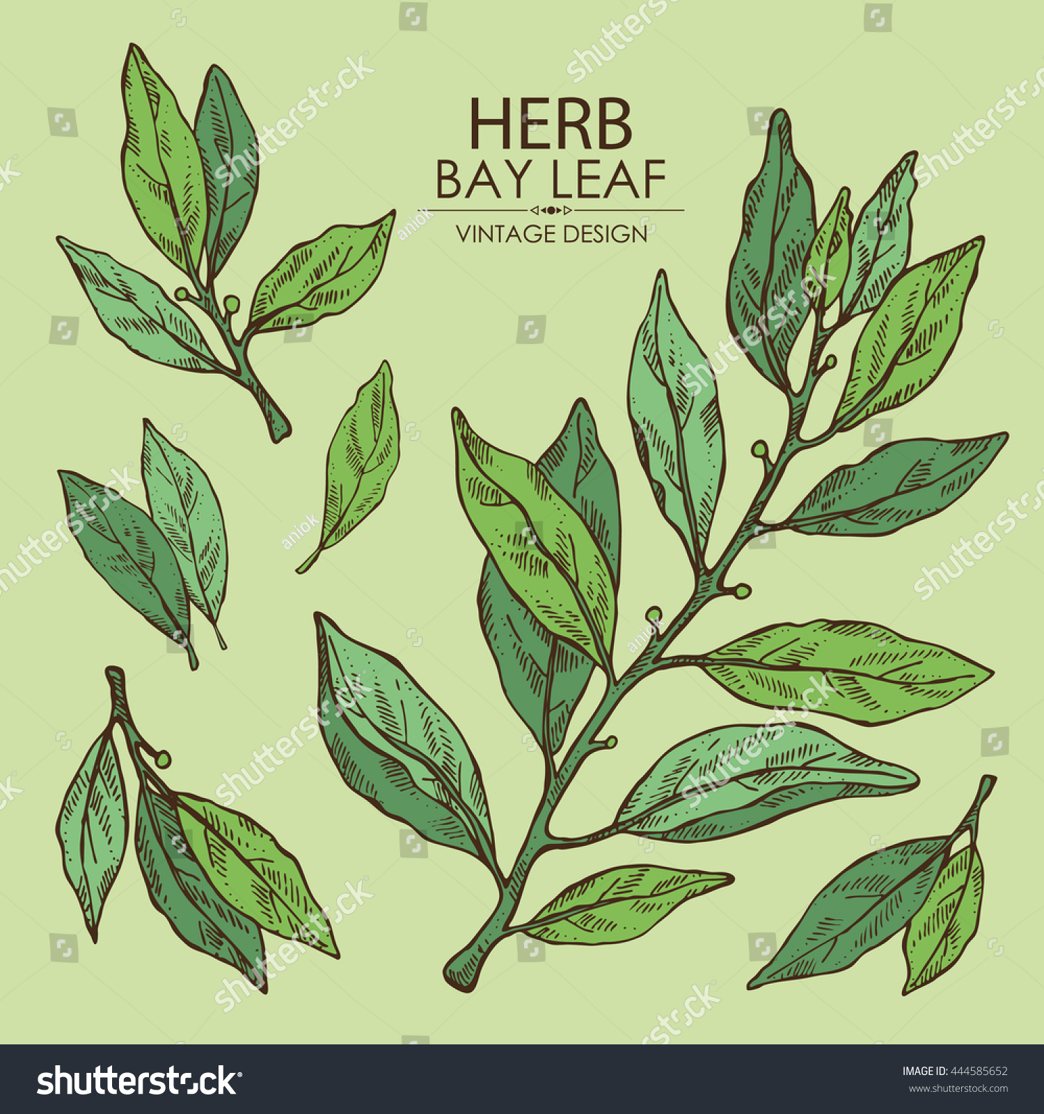 SVG of Collection of bay leaf. hand drawn svg