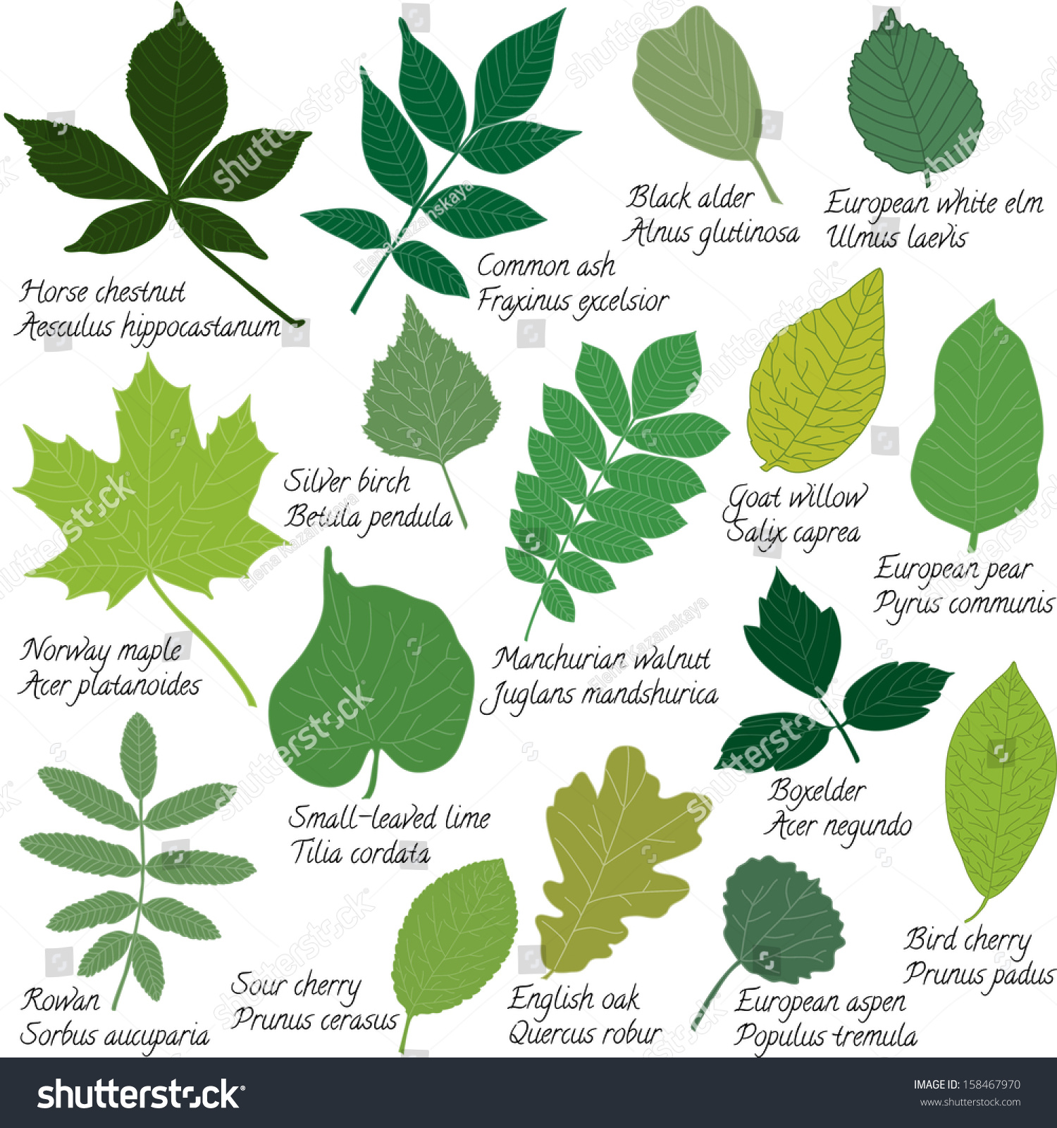 Collection Different Leaves Isolated On White Stock Vector (Royalty ...
