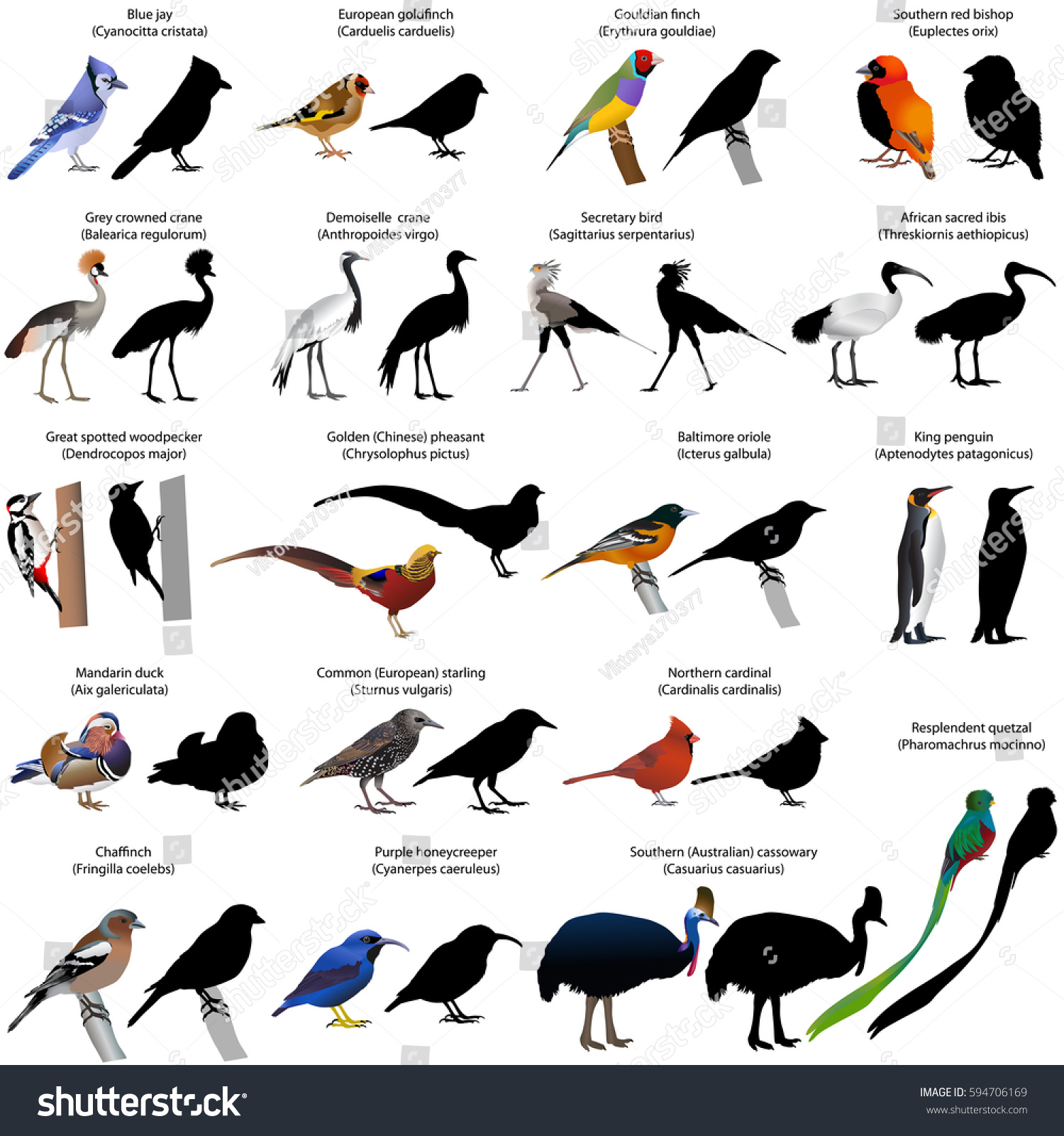 Collection Different Species Birds Colour Blackandwhite Stock Vector ...