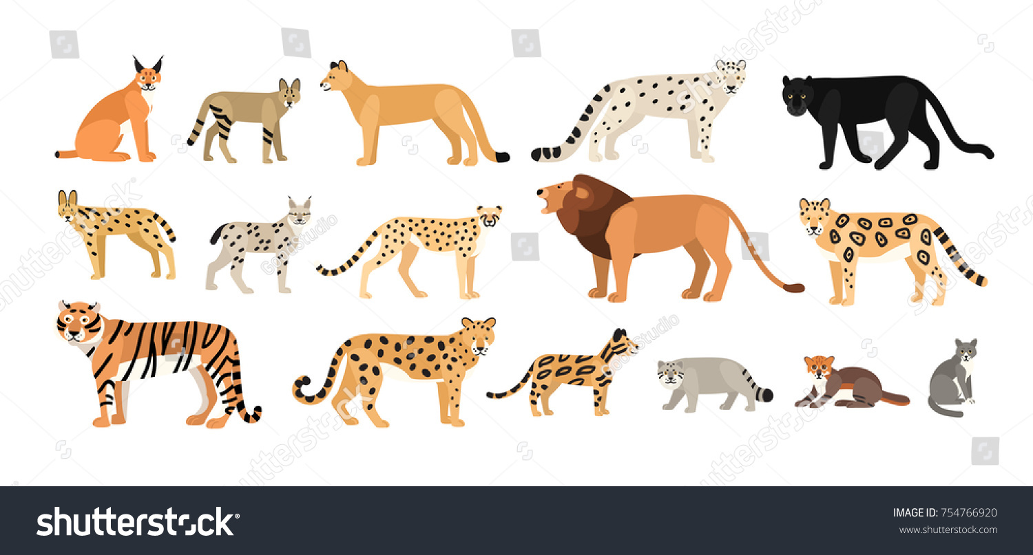 Collection Different Wild Domestic Cats Exotic Stock Vector (Royalty ...