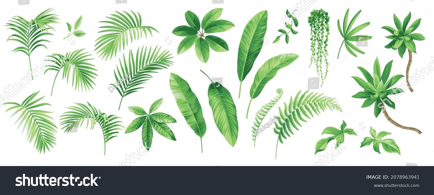 SVG of Collection of exotic tropical leaves: Rhopalostylis, Rhapis, Areca, Schefflera, fern. Hawaiian plants set.  Vector elements isolated on a white background. Realistic botanical illustration.  svg