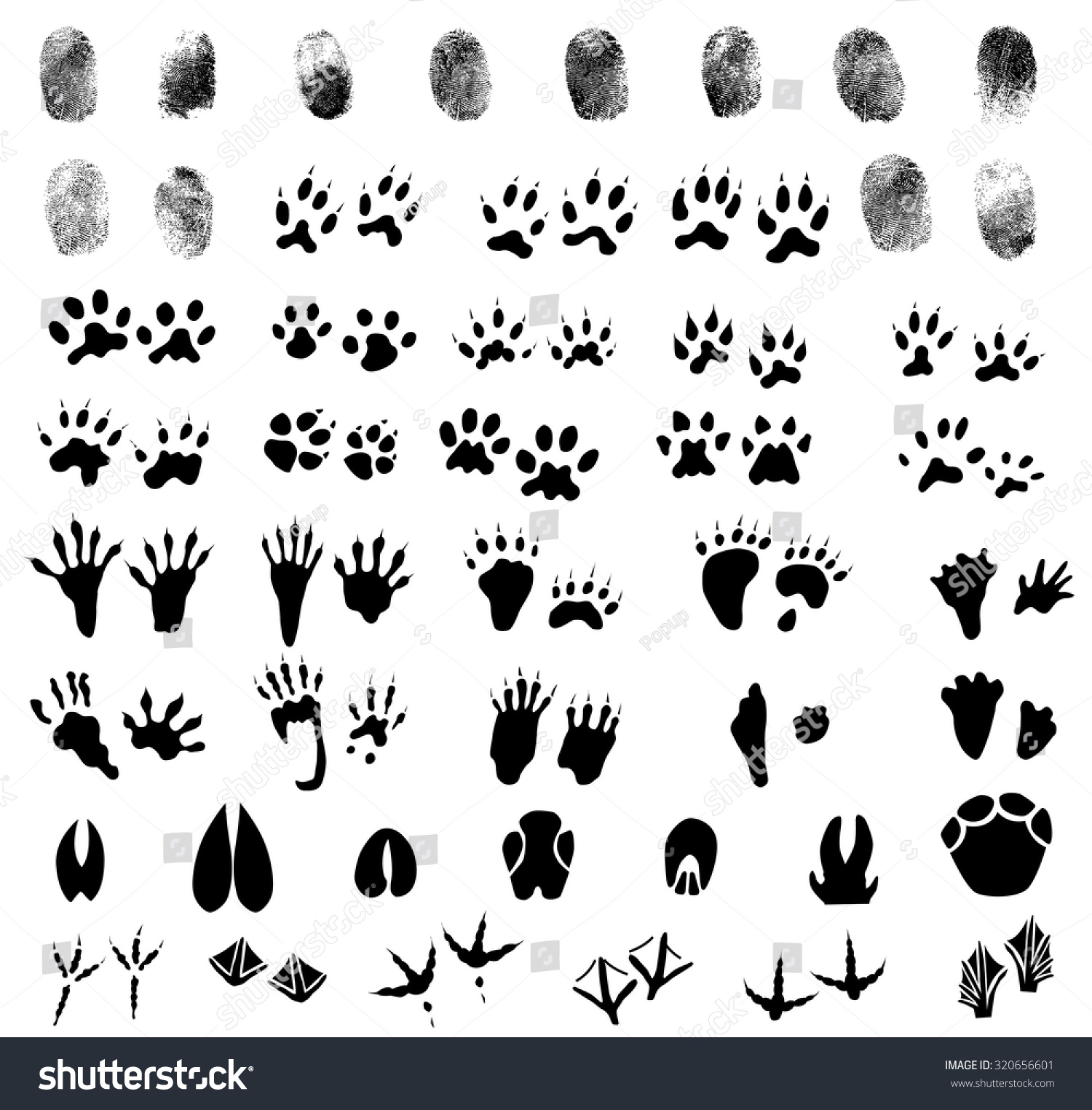 Collection Of Fingerprints, Animal And Bird Trails Stock Vector ...