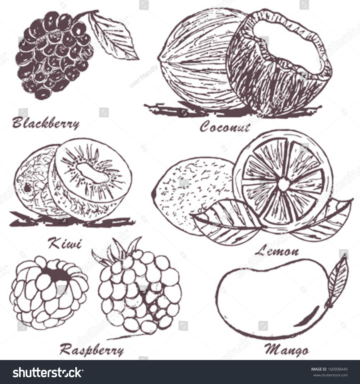 Collection Of Fruit Sketches - Part 3 Stock Vector Illustration