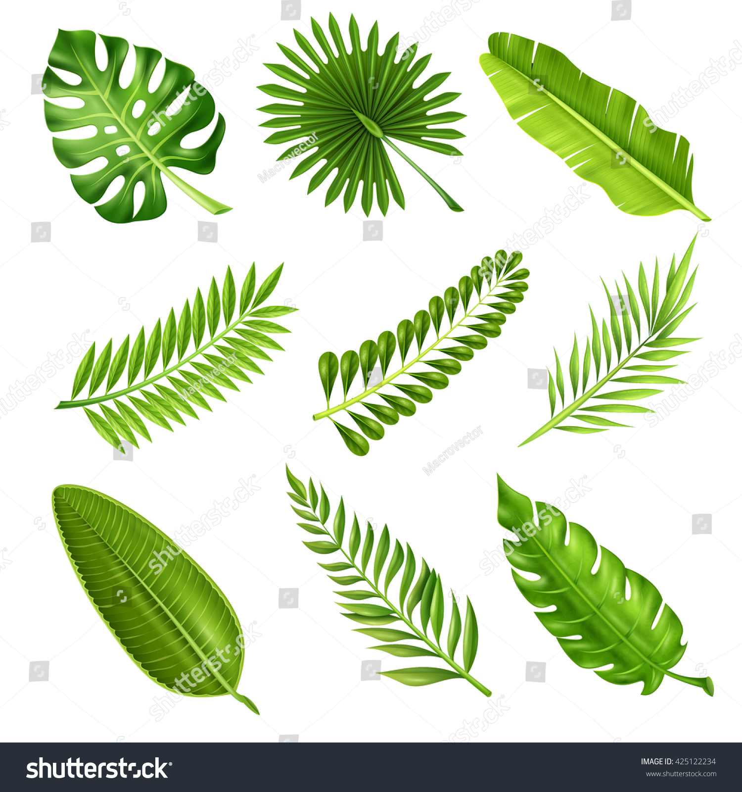 Collection Green Decorative Elements Realistic Style Stock Vector 425122234 Shutterstock Tree Collection Of Design Elements Stock Vector Illustration Of Icon Botany 32428346