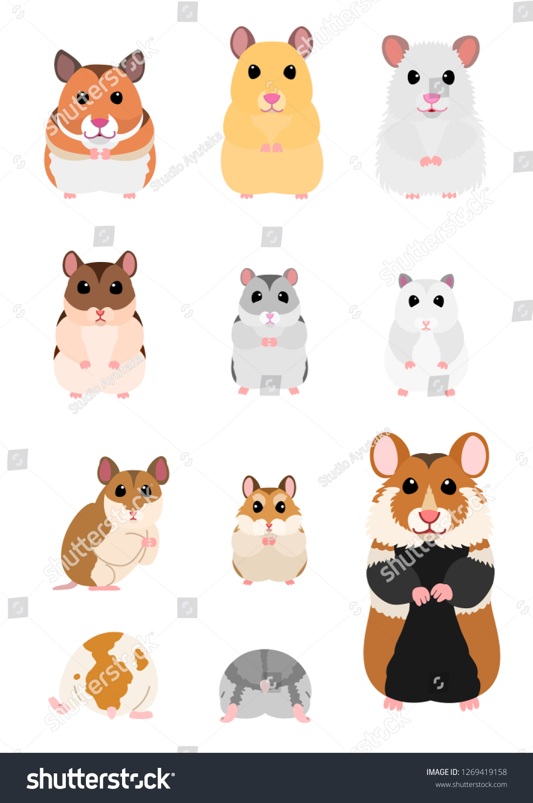 hamster breeds with pictures