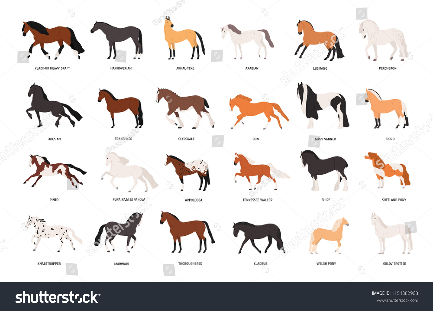 Horse-breeding : images, photos et images vectorielles de stock