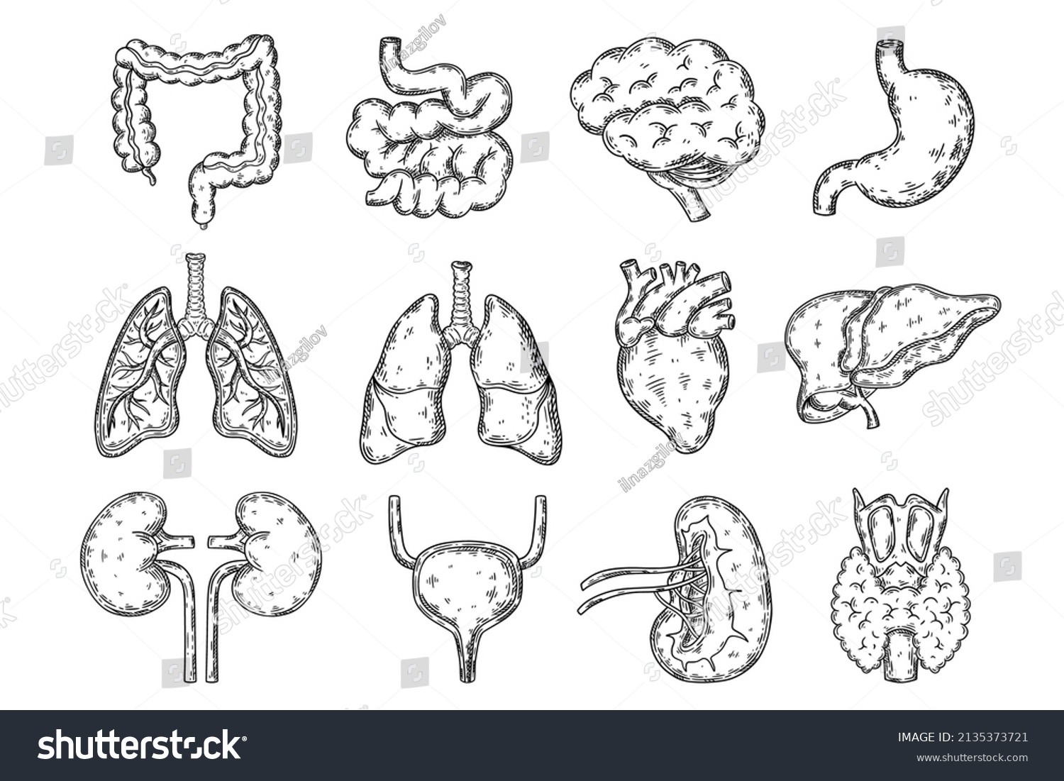 Collection Human Internal Organs Hand Drawn Stock Vector (Royalty Free ...