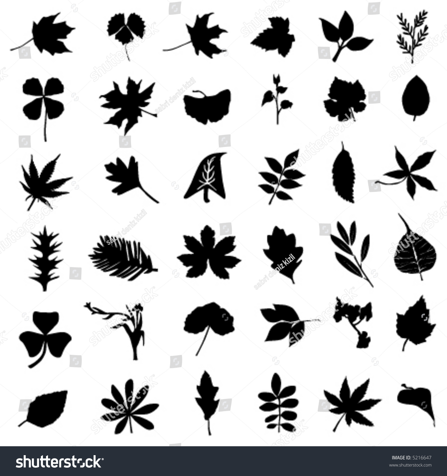 Collection Leaf Flower Vector Stock Vector 5216647 - Shutterstock